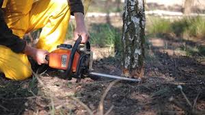 Best Tree Removal Services  in Spring, TX